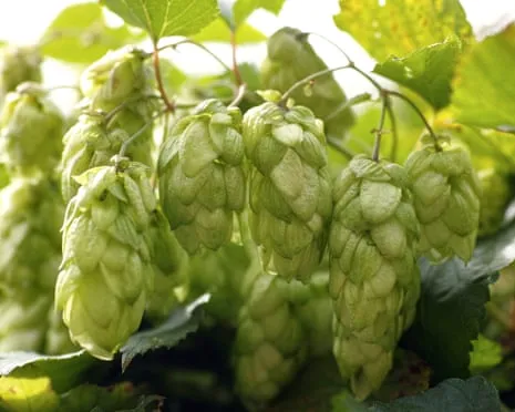 Craft A Custom Beer Garden: Cultivating Hops Proves to Be Straightforward and Rewarding